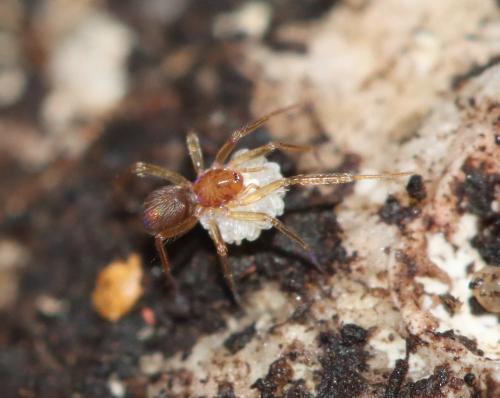Theotima minutissima